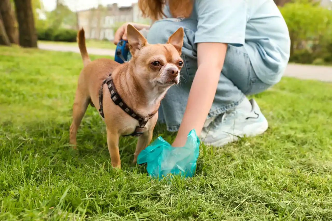 Woman picking up dog waste from green grass
