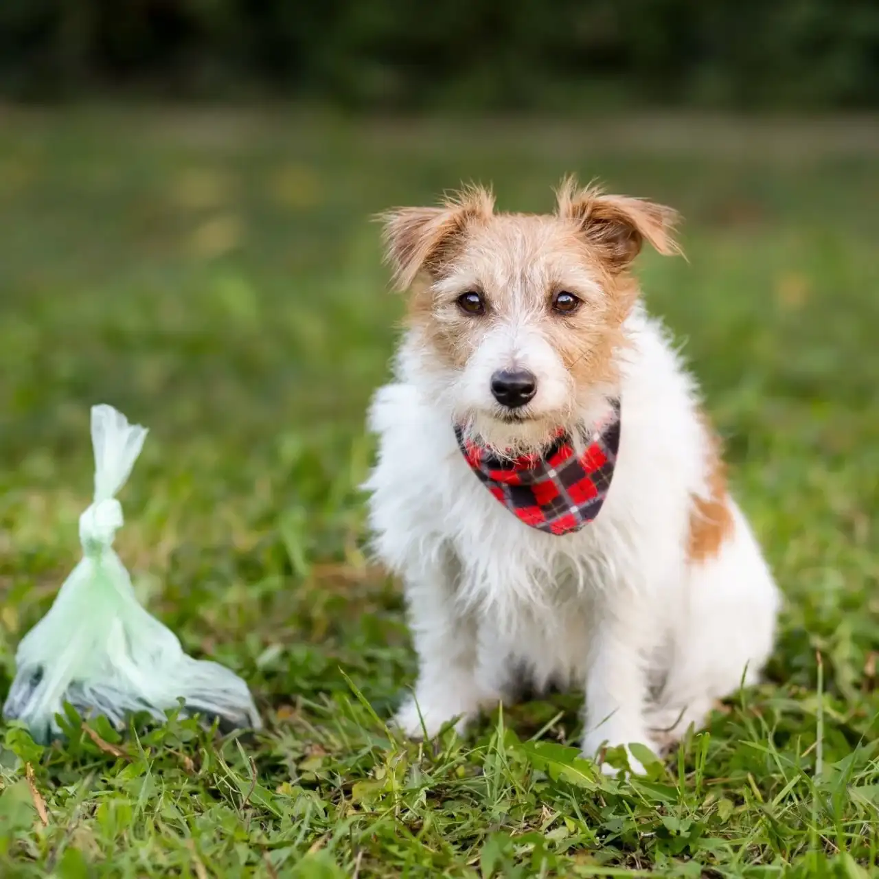 Dog owner in a Northern Colorado backyard considering whether to handle pet waste cleanup themselves or hire a service