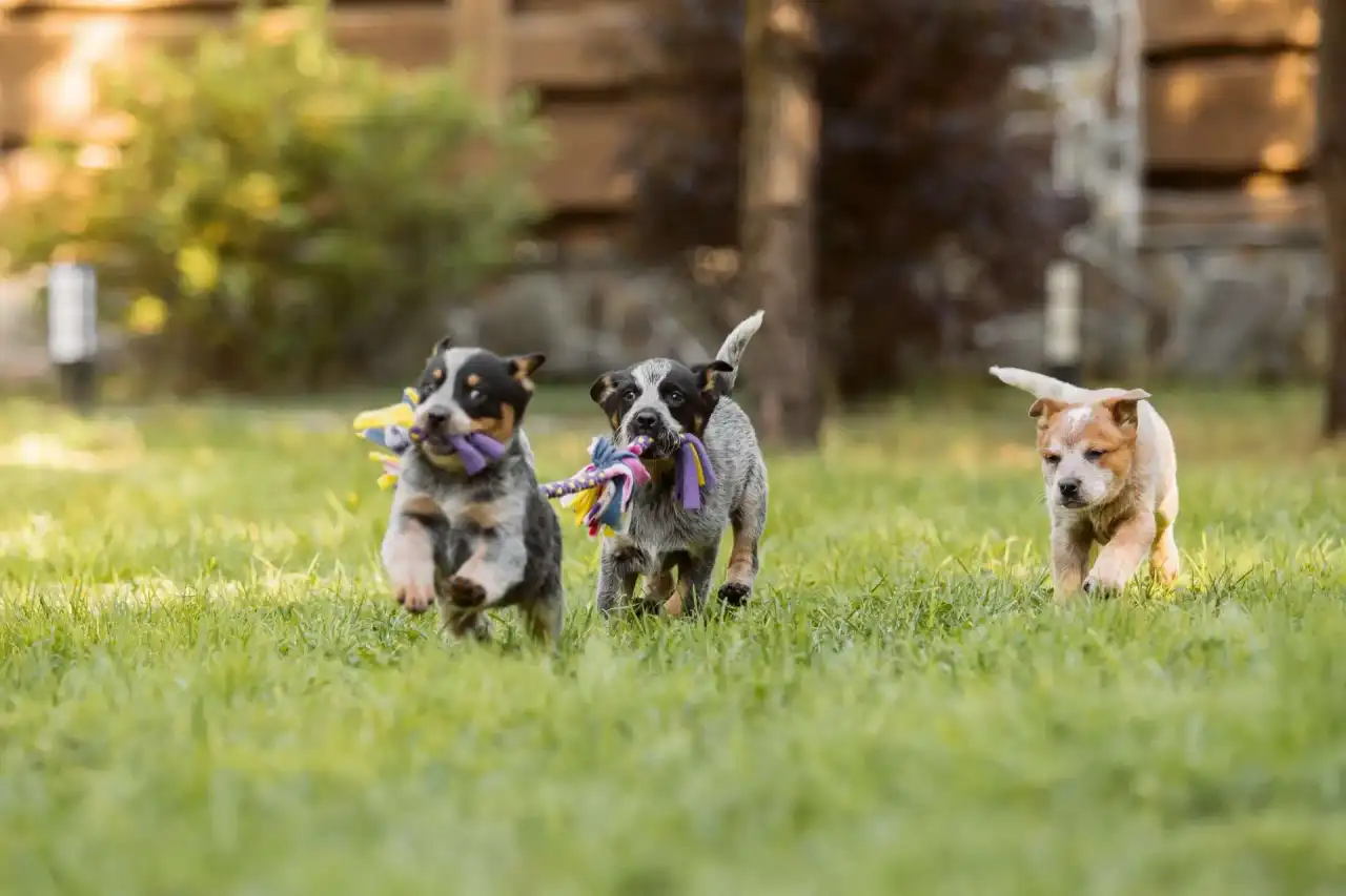 Australian cattle dog puppy outdoors