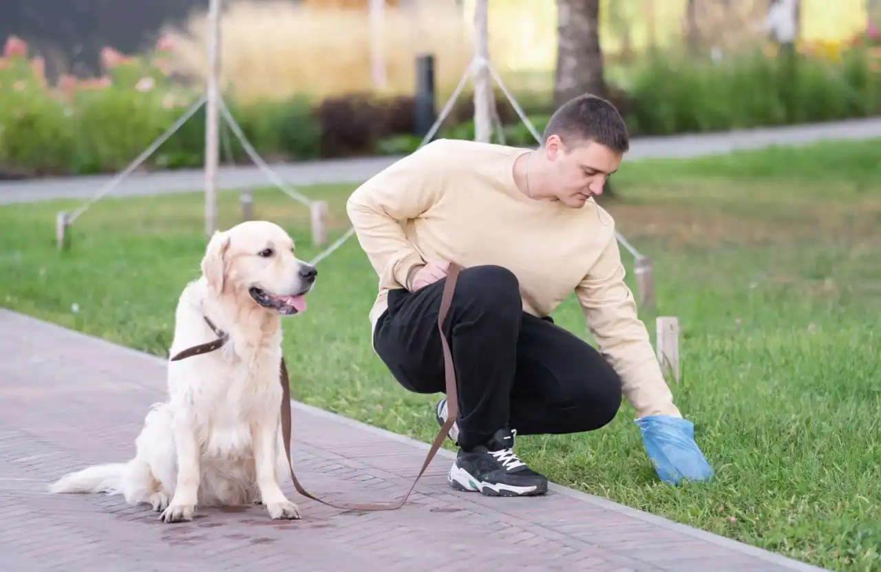 Pooper Dooper technician collecting dog waste from a Northern Colorado lawn to keep the turf healthy