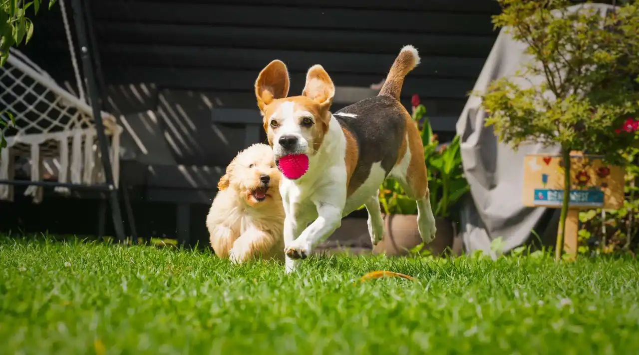 A beagle and a Maltipoo puppy playing fetch in a clean Northern Colorado backyard