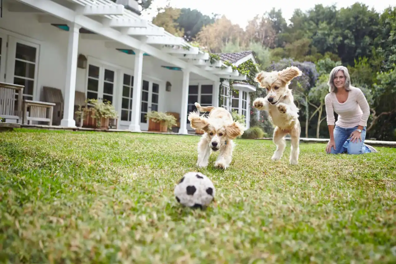 Puppies chasing a ball in a clean Northern Colorado backyard with their owner watching in the background