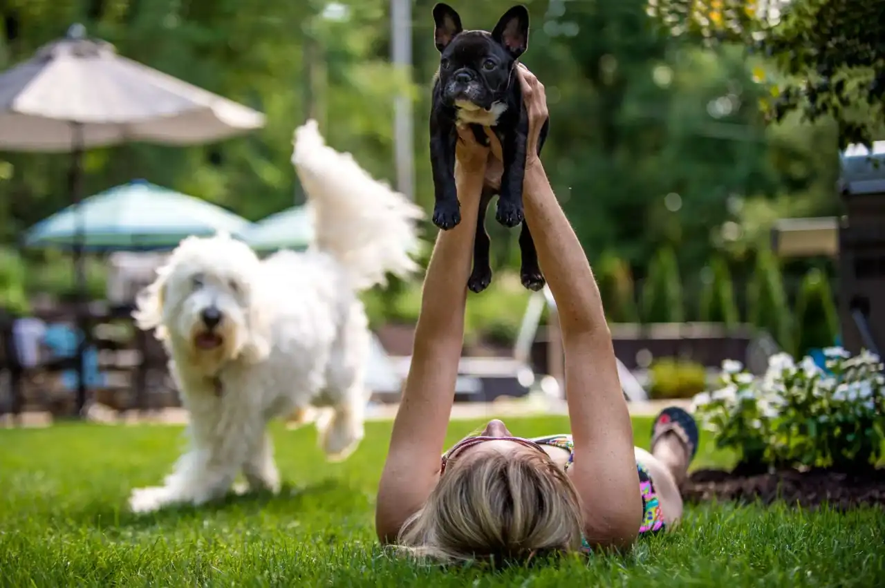 Woman lying on grass holding a French Bulldog in the air