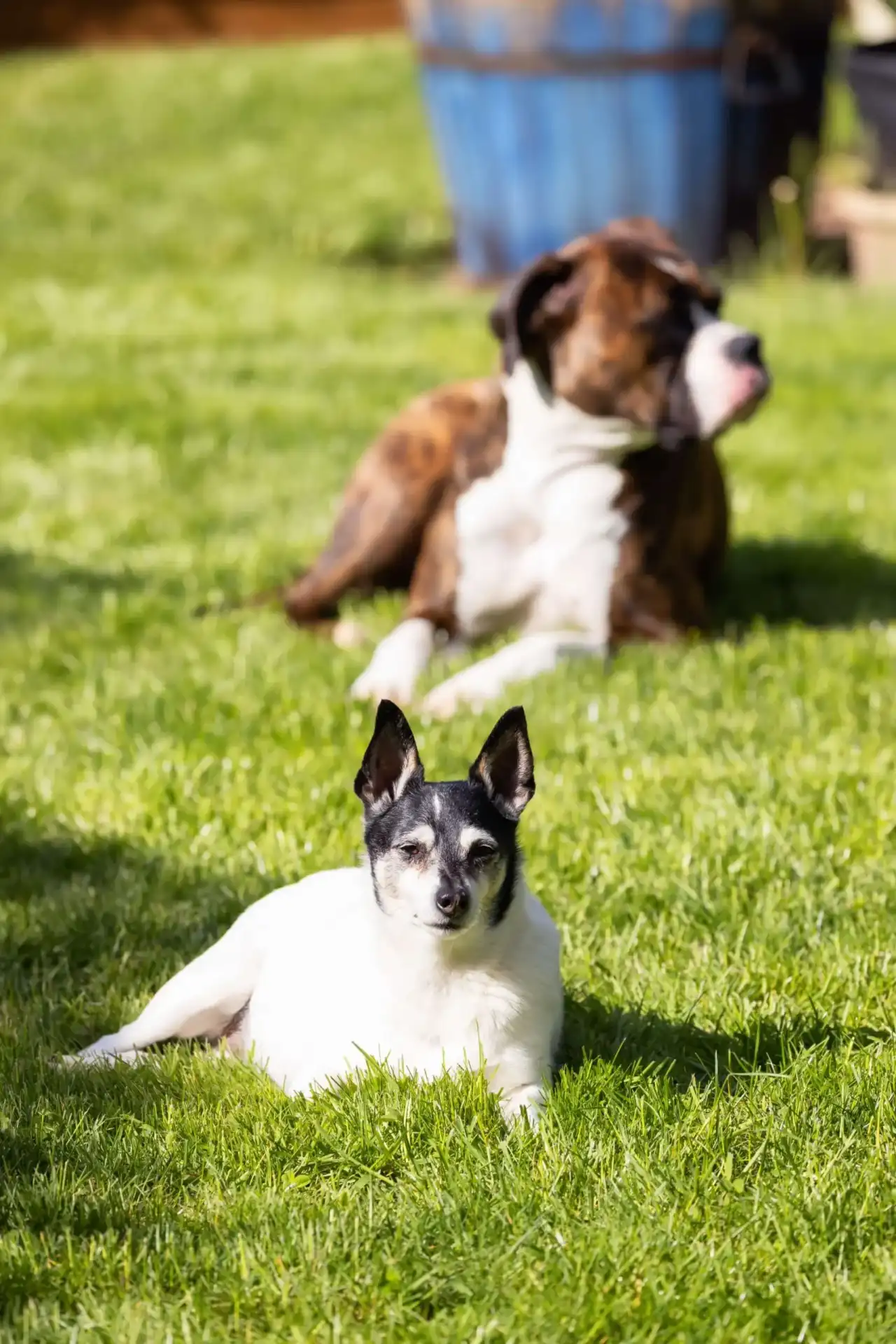 Two dogs relaxing in a yard